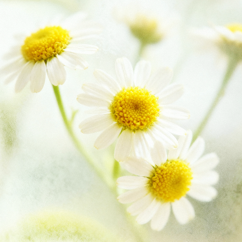 Chamomile
